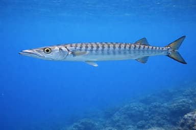 Barracuda européen