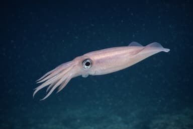 Calamar (Encornet)