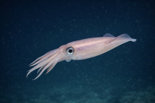 Calamar (Encornet)