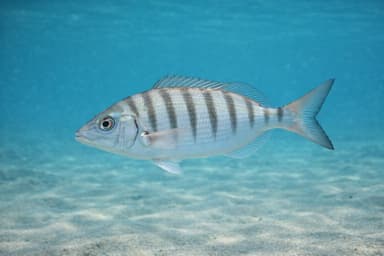 Marbré