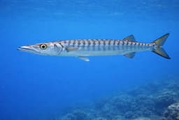Barracuda européen
