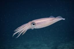Calamar (Encornet)