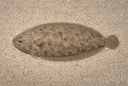 Sole
