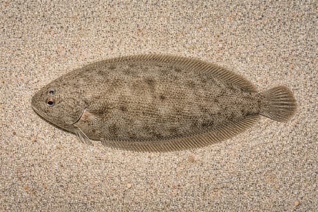 Sole