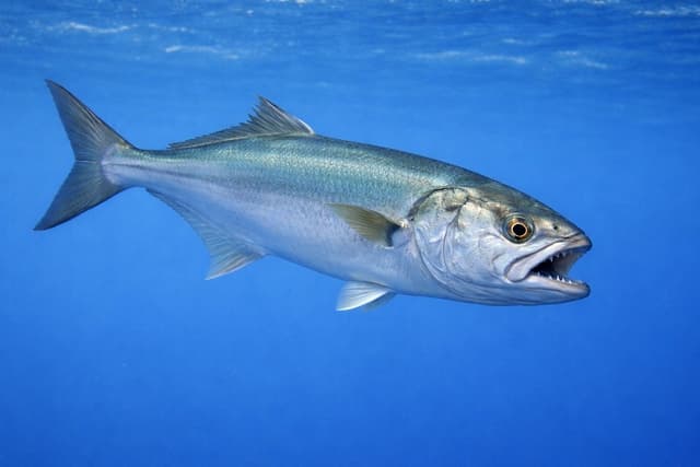 Tassergal (Bluefish)